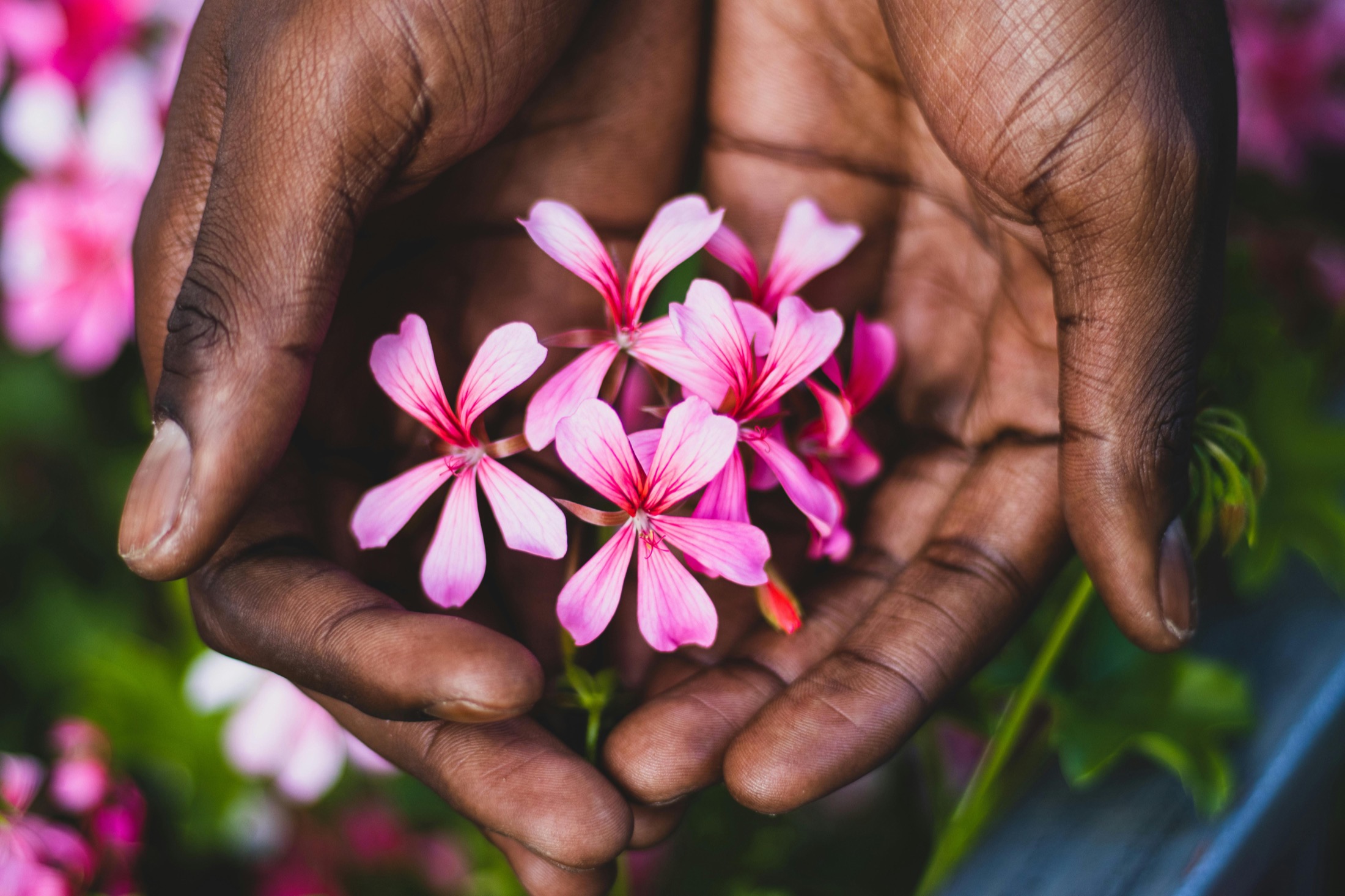 Hands gently holding bright flowers
